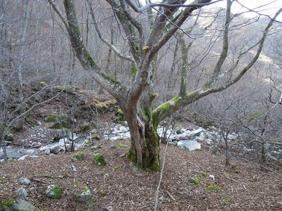 奥の畑の主?.jpg (522.31 KiB) 閲覧された回数 5868 回 奥の畑の主?