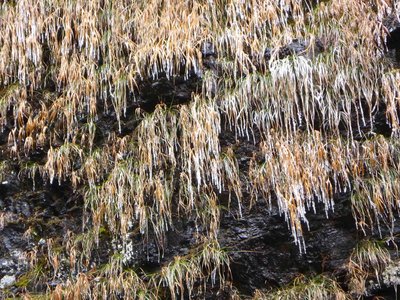 P1010170_1.jpg (420.96 KiB) 閲覧された回数 3379 回 サスケ滝横の草地にできたつらら