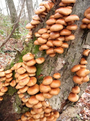 これは別の山です