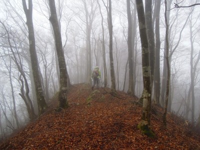 船峯付近のブナの稜線。