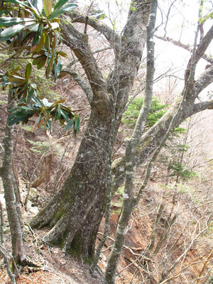 滝見尾根のミズナラ