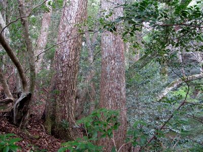 トガサワラ原生林