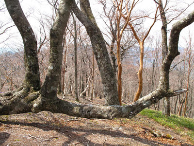 江股の頭のブナ