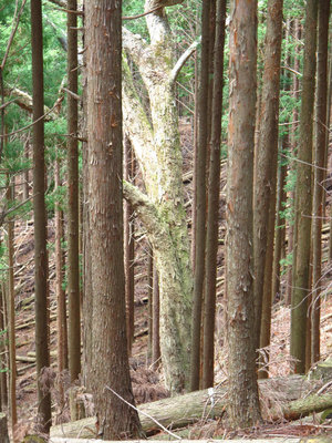 植林地のモミノキ