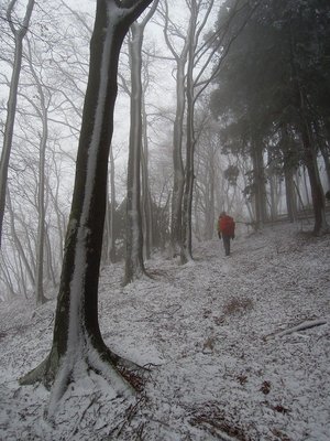 雪が一筋に付着したブナ