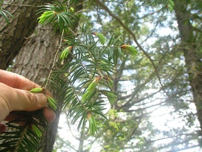 トガサワラの葉。左の樹がその樹肌。
