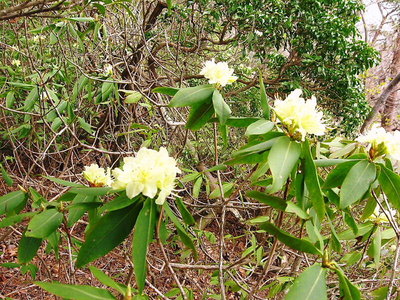 日陰ツツジ.JPG (233.28 KiB) 閲覧された回数 8551 回 〇 ヒカゲツツジの表年かな、満開でしたワン