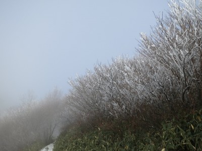 kanpu0851.jpeg (122.44 KiB) 閲覧された回数 2669 回 霧氷が落ちる。11時だからしょうがないか。