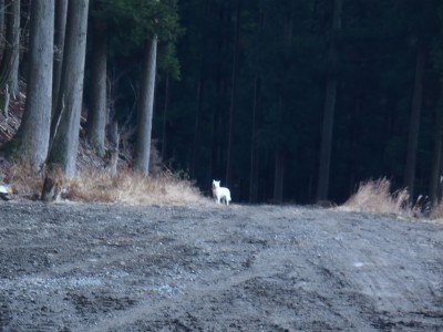 迷子？の猟犬