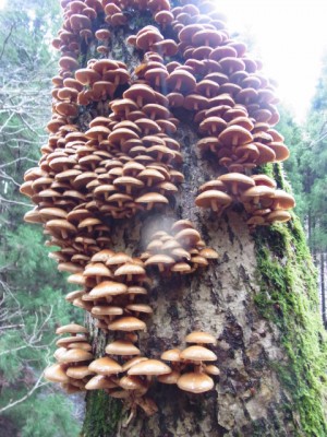 鴨入りもいいけどキノコうどんもどうぞ～♪