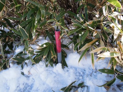 金山尾根分岐.jpg (376.99 KiB) 閲覧された回数 3740 回 稜線には小さな金山尾根分岐の印があった