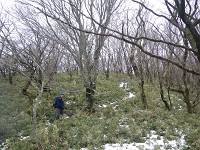 ヤシオ尾根のヌタ場付近