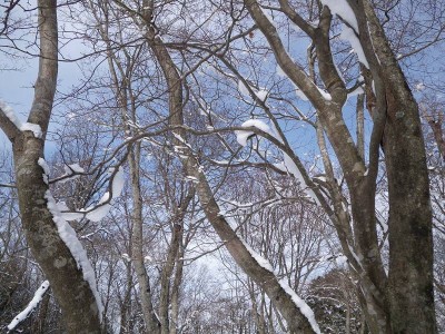 IMGP4548.JPG (154.24 KiB) 閲覧された回数 5665 回 二次林の尾根