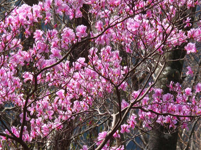 風折谷のツツジ