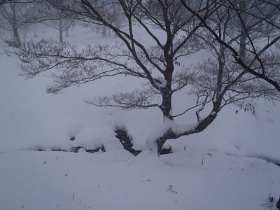 2012/12/24　の タヌキ若水