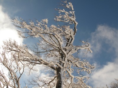 IMG_6678.jpg (327.21 KiB) 閲覧された回数 4244 回 霧氷の残り香