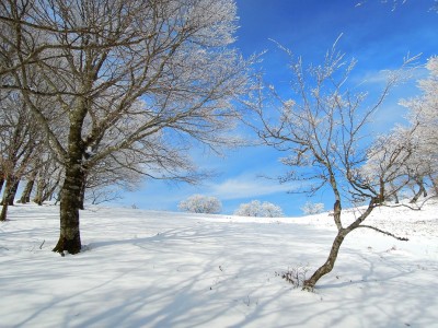 奥峰東コルに詰めあがる。