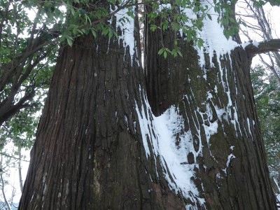 IMGP4555.JPG (106.32 KiB) 閲覧された回数 5487 回 地蔵峠の杉