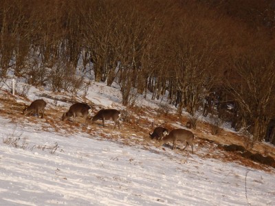 20130112-27.jpg (166.5 KiB) 閲覧された回数 5491 回 明神平のシカは登山者を無視して草を食む。