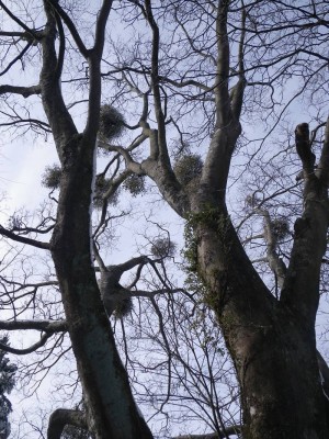 IMGP4536.JPG (238.42 KiB) 閲覧された回数 5437 回 ヤドリギの大木