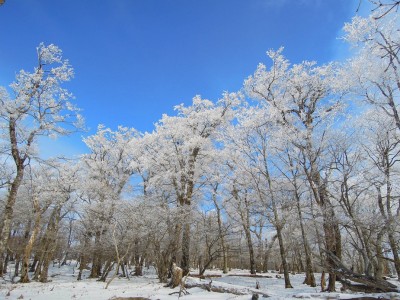 奥ワサビ源流の森