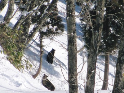 ●カモシカのペアはじめての出逢いでしたよ