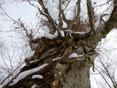 この木肌はトチノキです