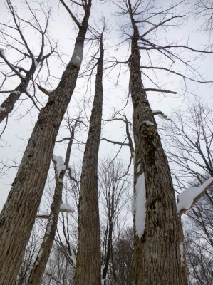 こちらはサワグルミです