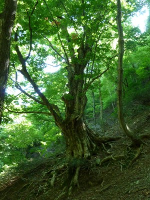 若狭横谷川甲森谷のトチの巨木