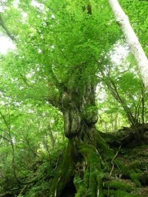 若狭横谷川ジャツキ谷のサワグルミの怪木