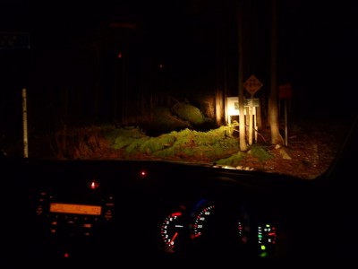 夜明け前。ヘッドライトに浮かぶ倒木。