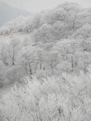 IMG_6754.jpg (264.36 KiB) 閲覧された回数 5388 回 霧氷の森