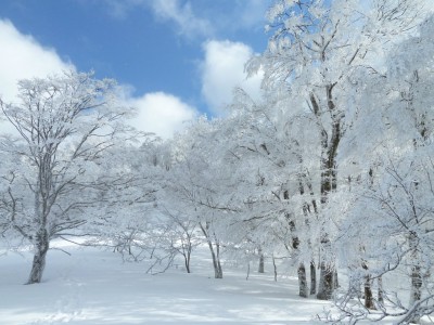 霧氷には青空が似合います