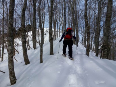 土蔵岳－猫ヶ洞のブナ林