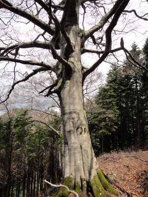 大きなブナ.JPG