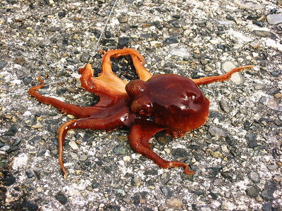 タコが釣れた.JPG (314.49 KiB) 閲覧された回数 9169 回 〇 タコ連れたよ、酒の肴にウデタコ