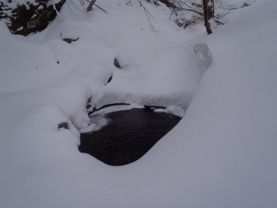 雪の下から湧き出し、雪の下へもぐり込む。