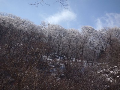 国見公園の霧氷を見上げる。
