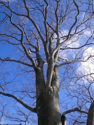コブ尾根分岐のブナ