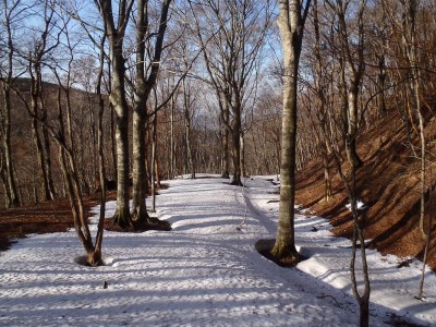 倒木の平も春の装い。