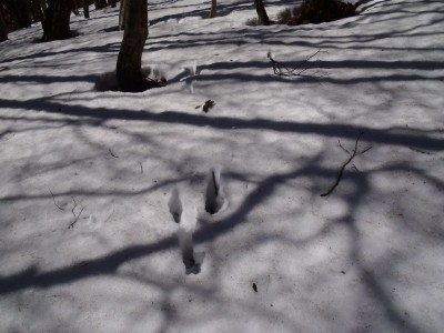 ウサギもガボってる。