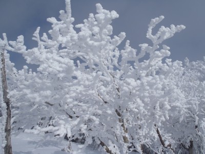 P2100014.JPG (3.12 MiB) 閲覧された回数 51722 回 去年の状態