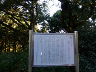熊野のヒダリマキガヤ