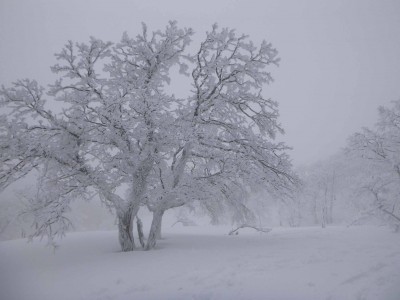 P1010952_1.jpg (178.12 KiB) 閲覧された回数 9024 回 頂上付近の樹氷