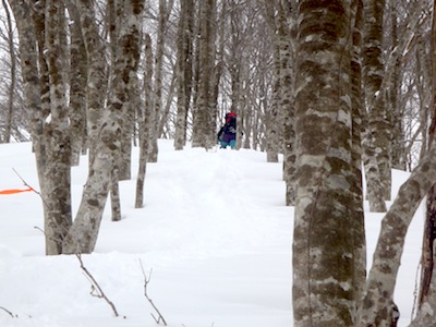 癒しのブナ林の登高