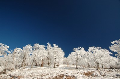 muhyou2DSC_8380.JPG (389.4 KiB) 閲覧された回数 3420 回 霧氷は固かったけど、足元は溶けてきました
