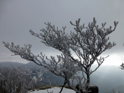 小さいながらも樹氷がありました