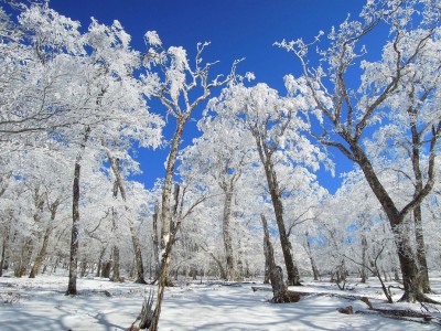 DSCN4935_925.jpg (342.27 KiB) 閲覧された回数 6689 回 奥ワサビ源流の森