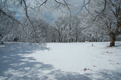 hirune DSC_8261.JPG (457.53 KiB) 閲覧された回数 6633 回 いつも昼寝する奥ワサビ源流ミステリーサークル