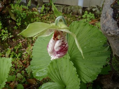 別荘の近所の庭ではもう咲いていました。